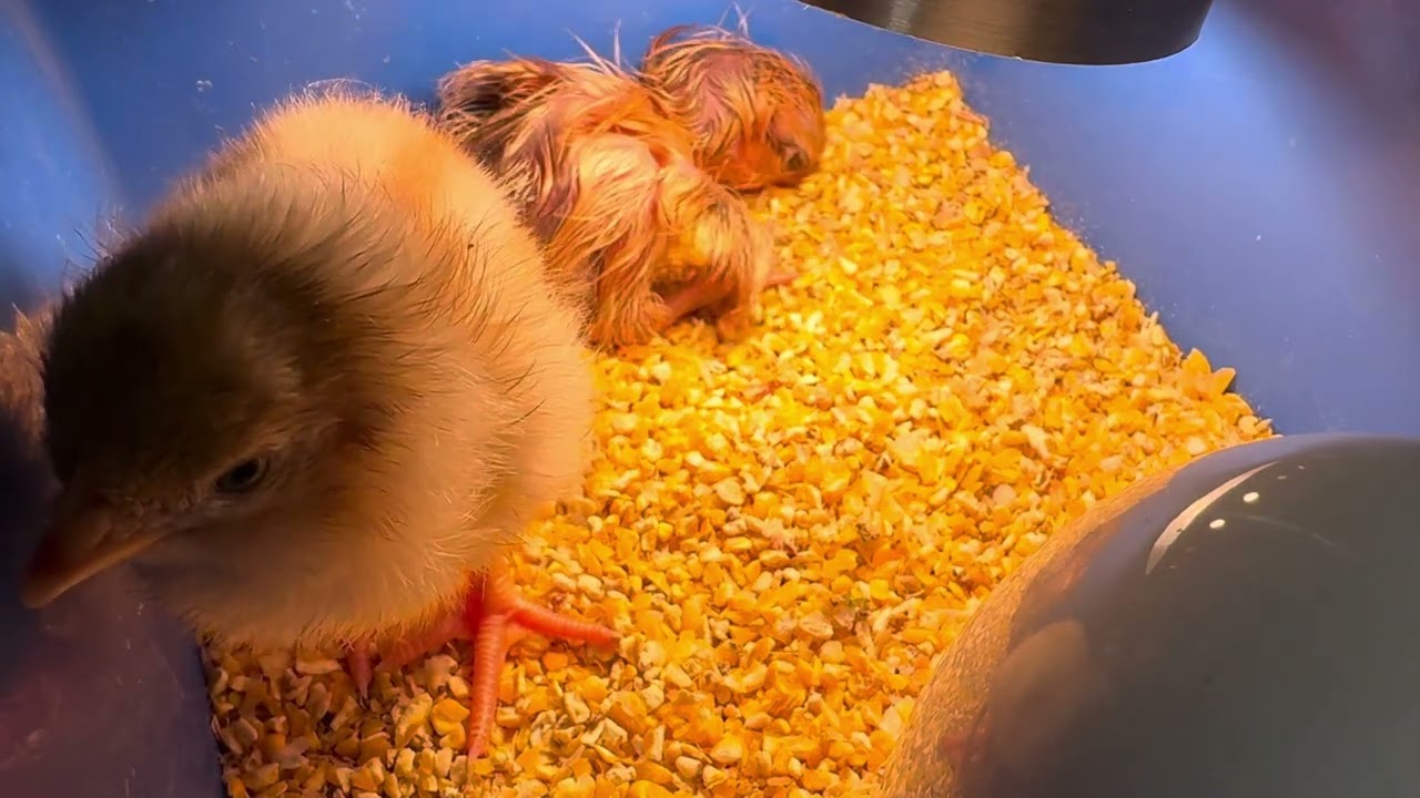 産まれたてのヒヨコたち🐣🐥