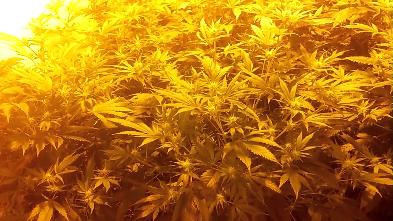 Choco HashBerry 1stweek