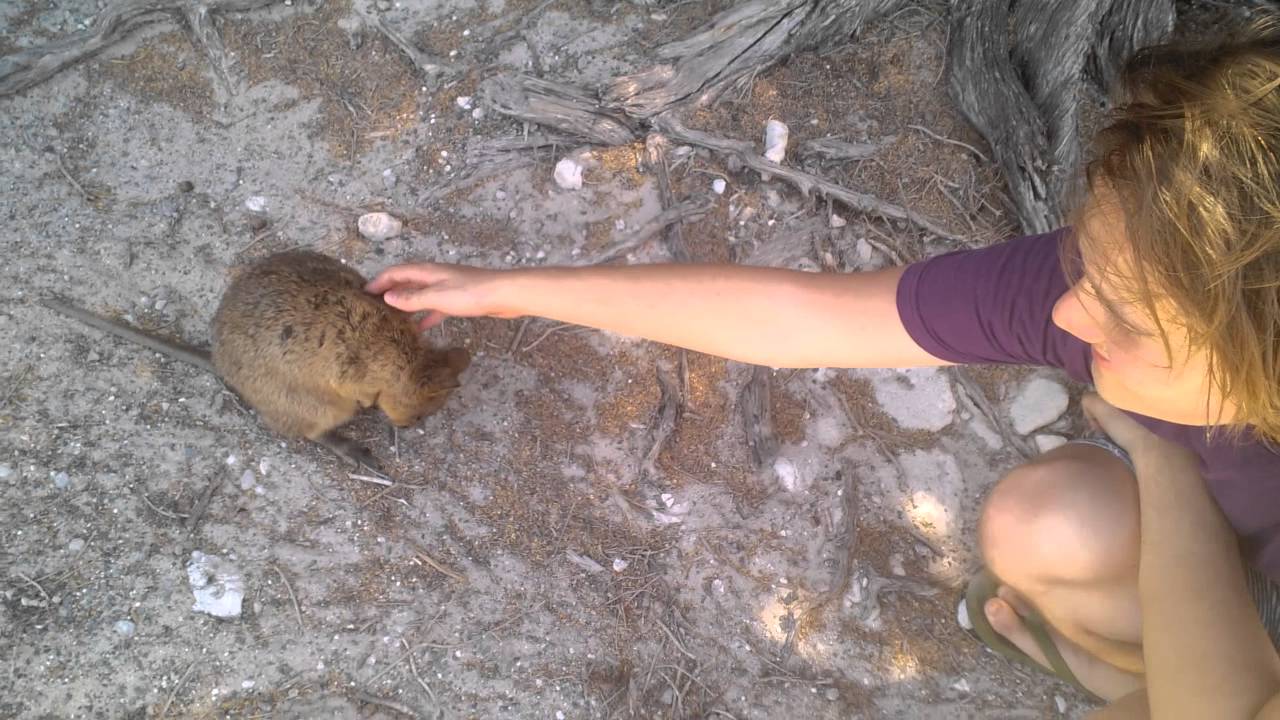 Rottnest - Quoka