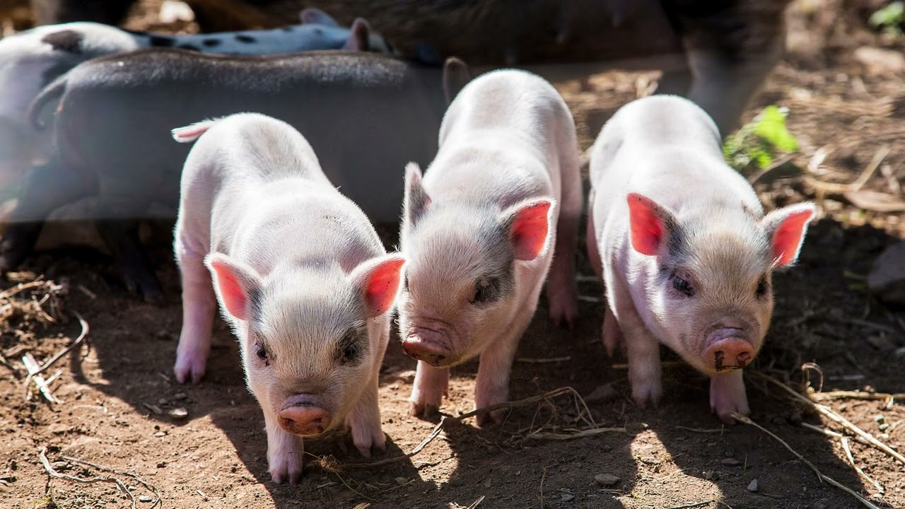 Camping in Devon Near Dartmoor | Tents & Family Camping at Parkers Farm