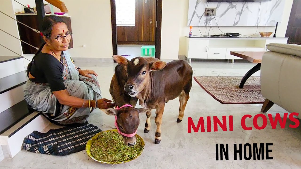 Adorable Mini Cows living with us In Our Villa | They are so Friendly & Cute 😍 Miniature Cows