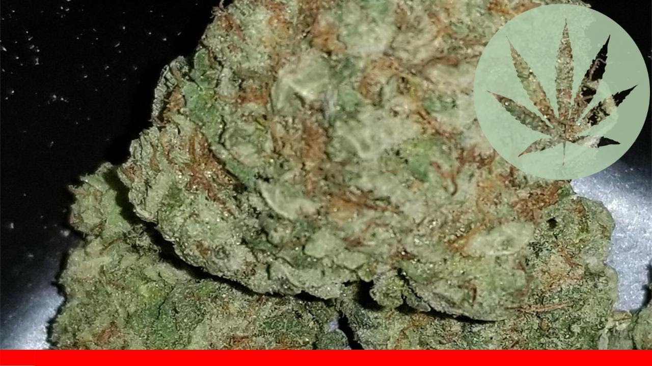 Tuna Kush - All About This Strain