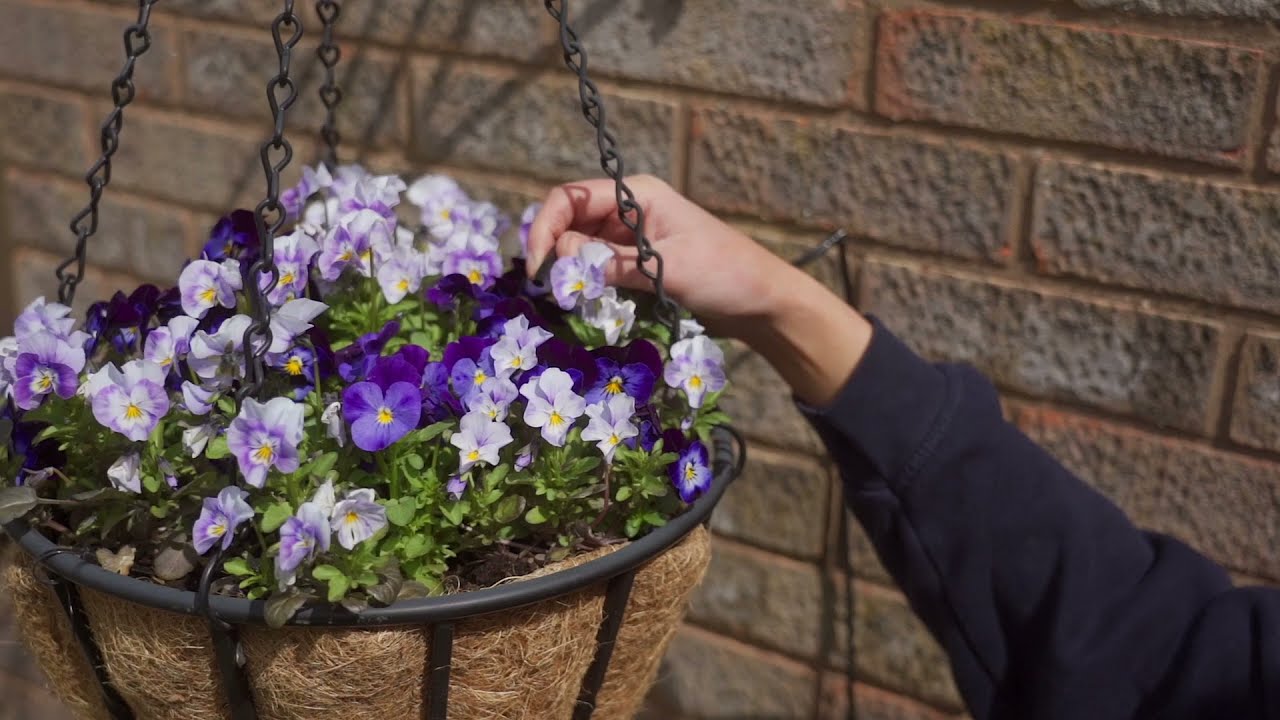 Watering a Hanging Basket | Using a Micro-Dripper Solution