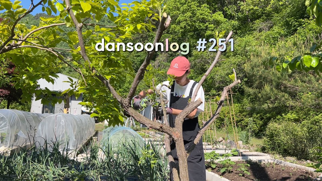 SUB 단순로그251 시골의 삶을 견디는 기쁨.Vlog