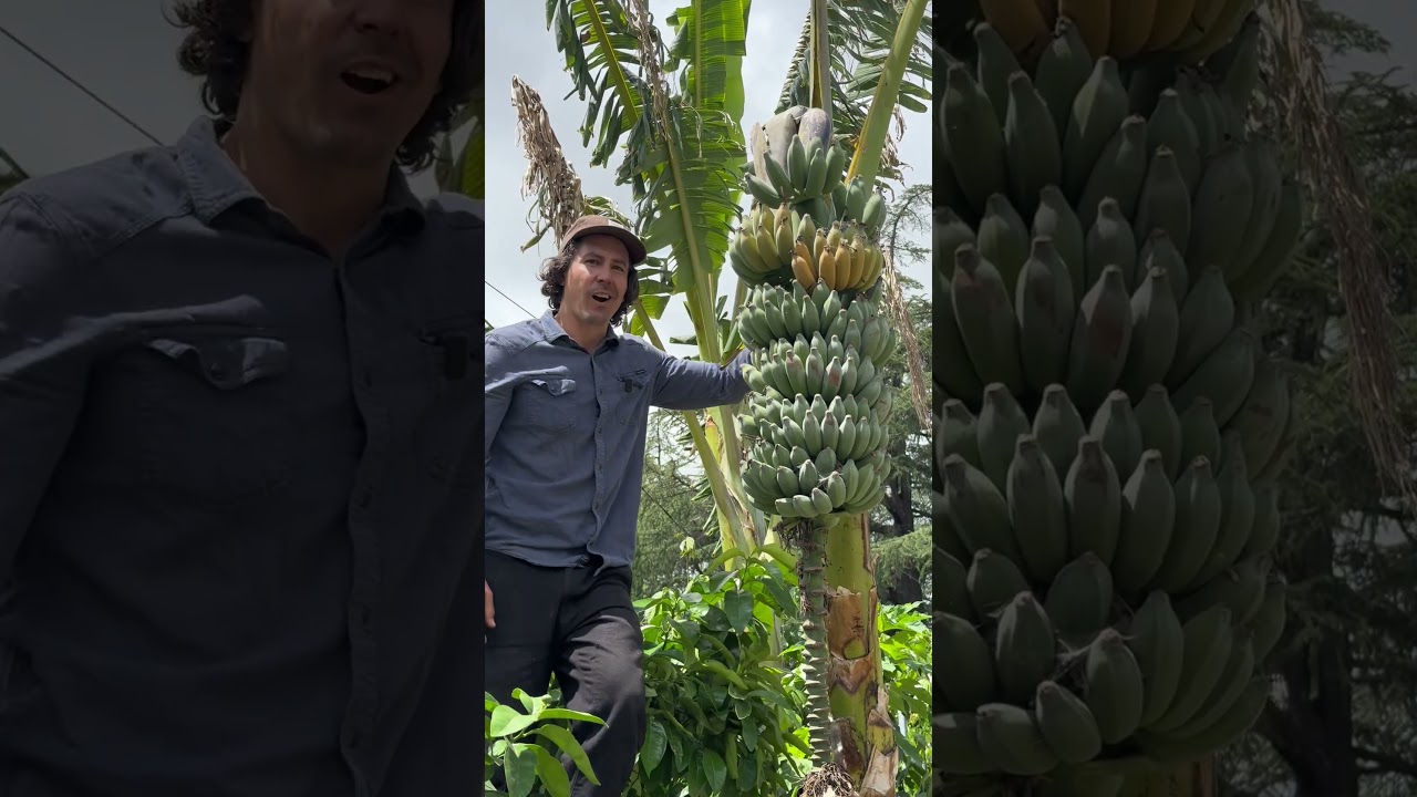 Growing Bananas in Northern California zone 9B ￼