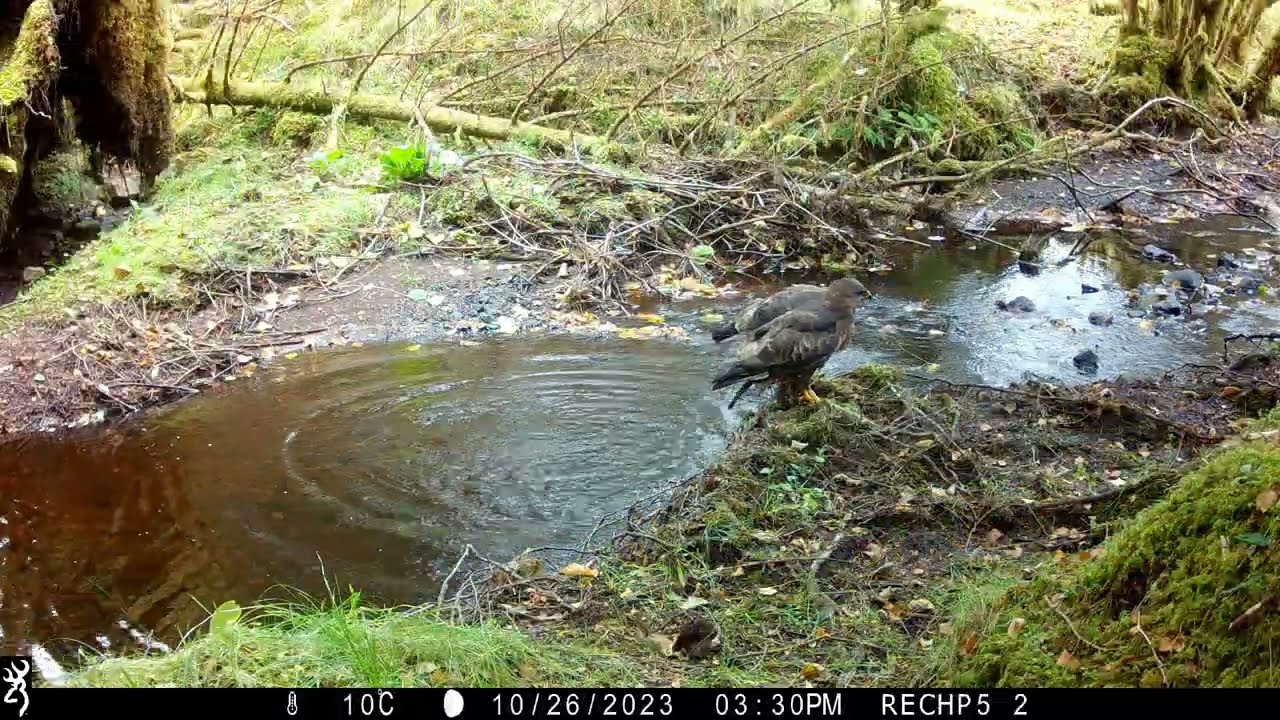 🦅 Common Buzzard Behaviour: Foraging & Bathing | Trail Camera | Isle of Skye, Scotland
