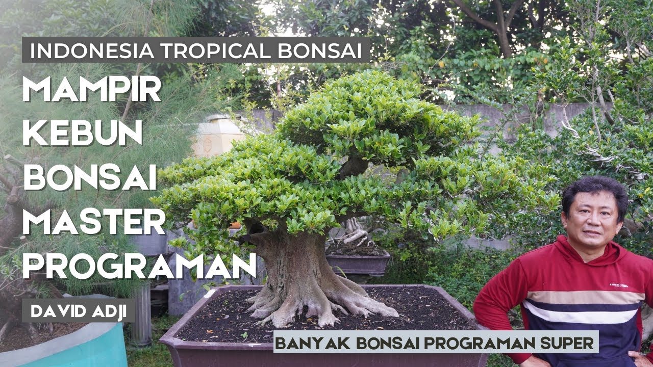 Lihat bonsai bonsai programan super di tempat ahlinya , DR Bonsai / David Adji