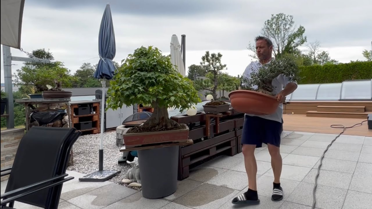 🇮🇹 Lavori Bonsai: Olea sylvestris