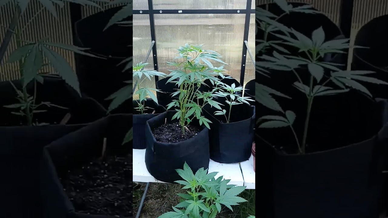 72 days #greenhouse #garden #maryjane #420 #howtogrowcannabis #greengarden #garden #plants