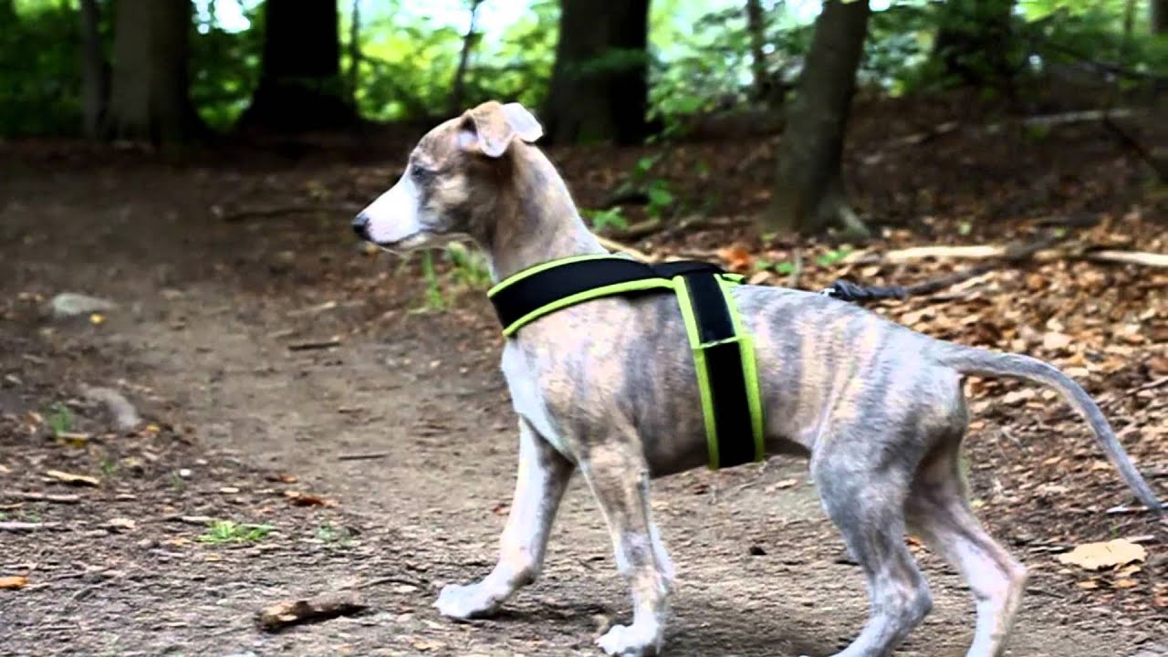 8 weeks old whippet puppy - Silas