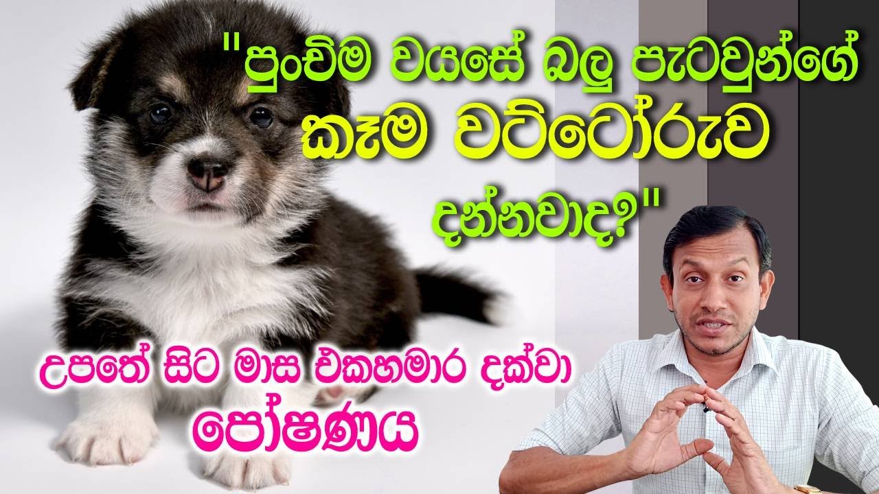 සුනඛ පැටවකු උපතේ සිට මුල් මාස 1.5 පෝෂණය - puppy nutrition in the weaning age