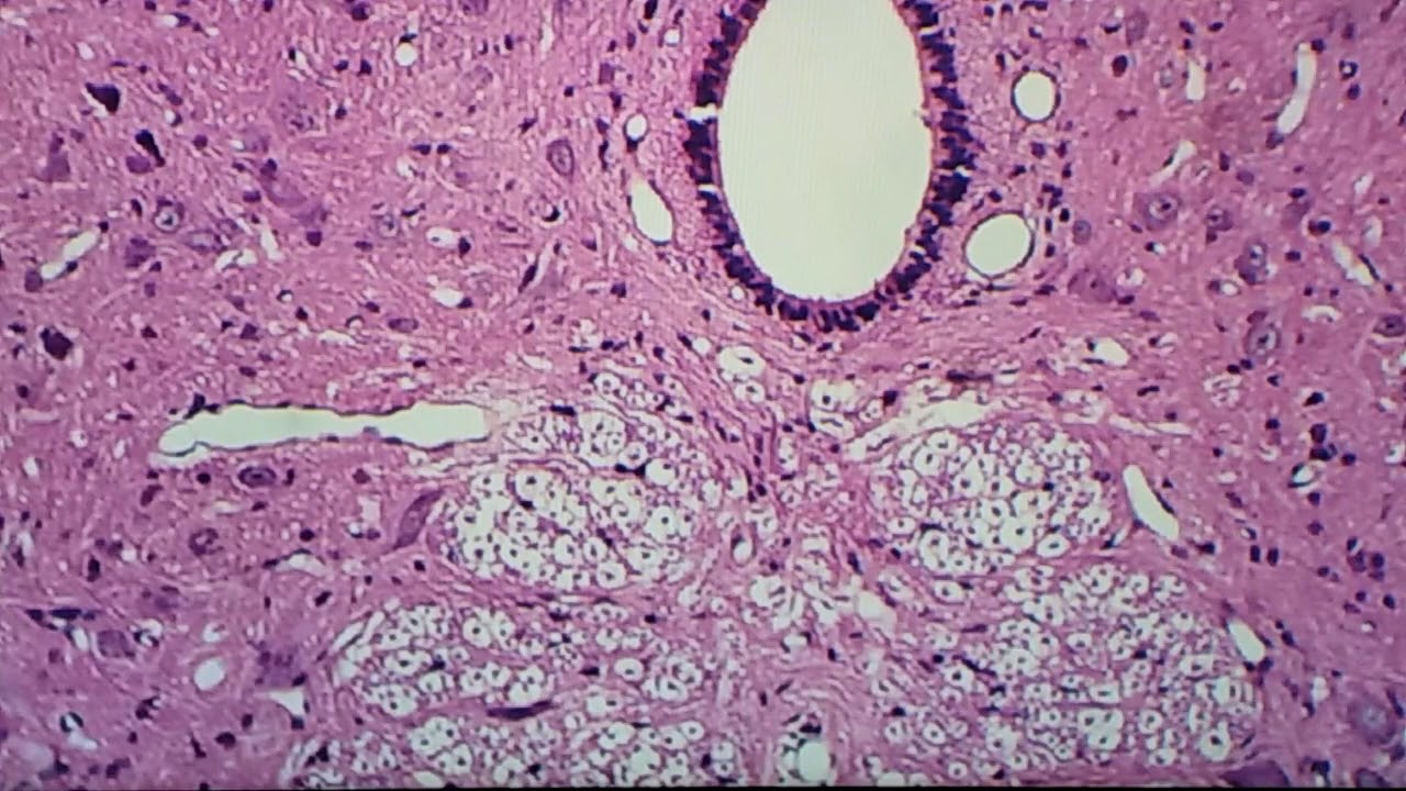 Histologia da medula espinal e gânglio espinal