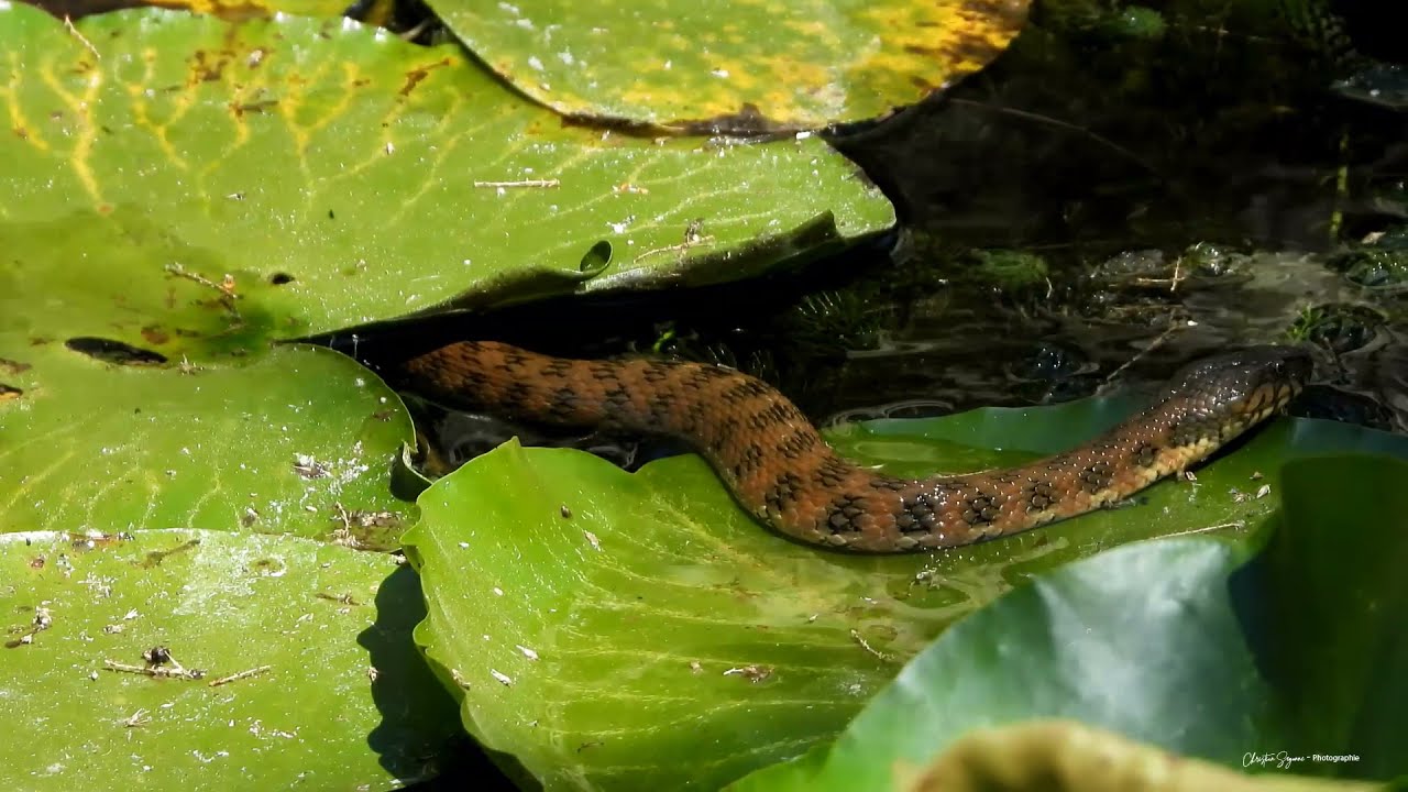Une grosse couleuvre viperine dans mon bassin