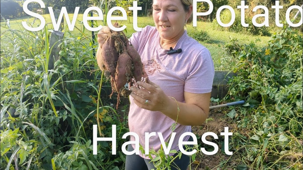 Harvesting Sweet Potatoes 
