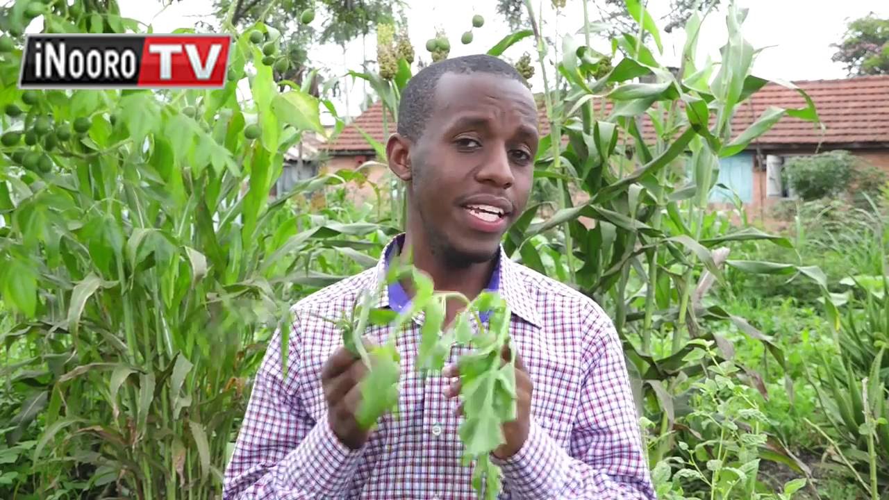 Inooro tv: Urimi wa mburi cia iria
