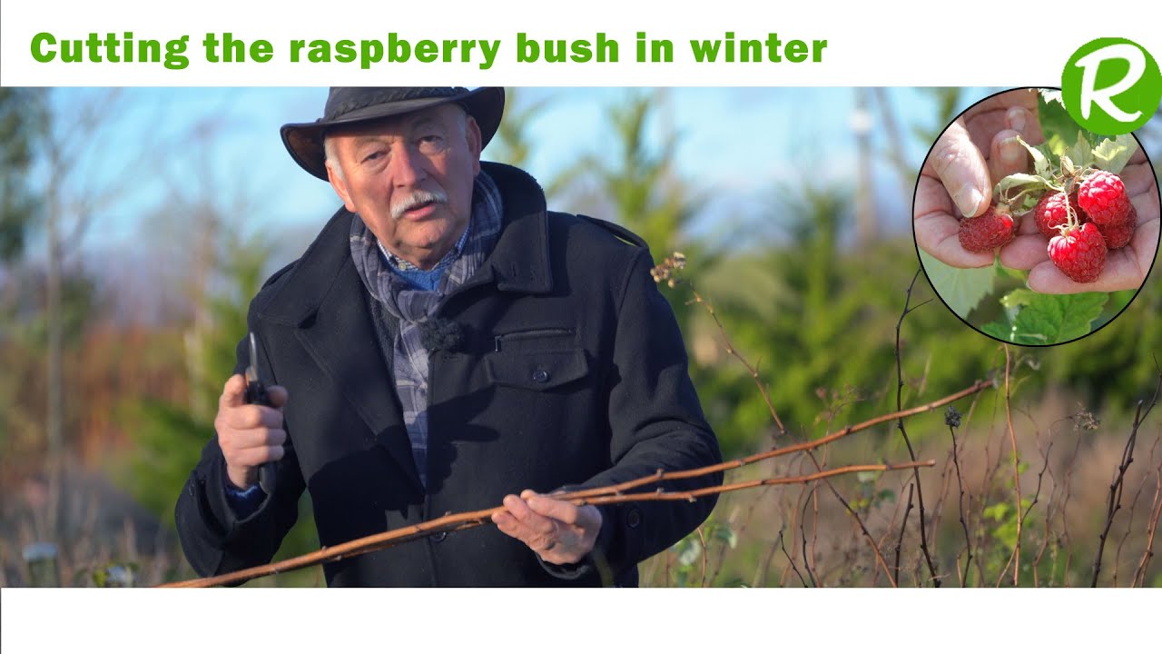 How to Propagate Raspberry Bushes in Winter?