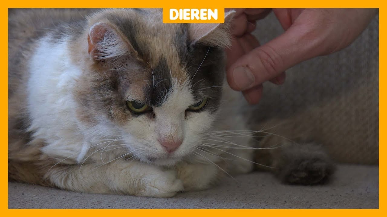 Weggelopen poes na 17 jaar (!) weer terug