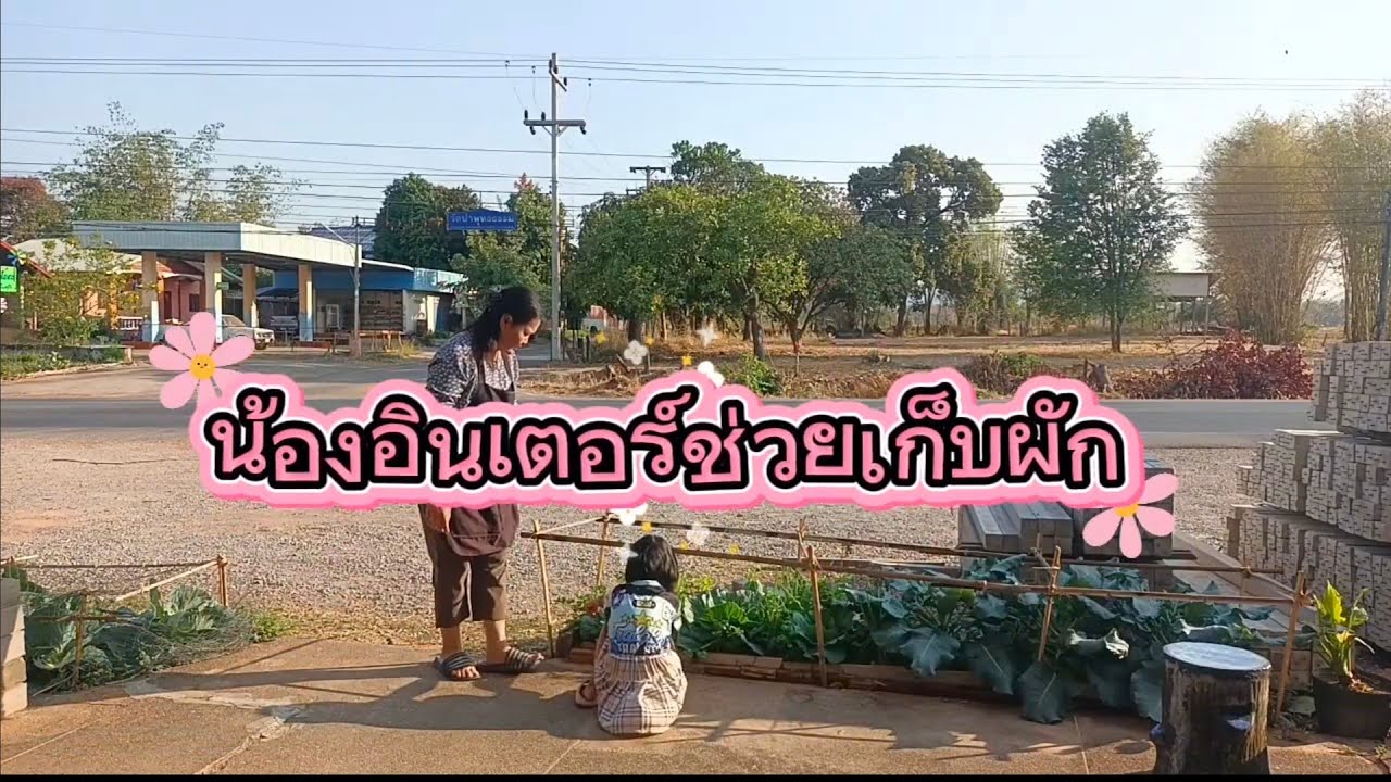 รีวิวผักสวยงามหน้าบ้านจ้า #เจ๊นุชไง