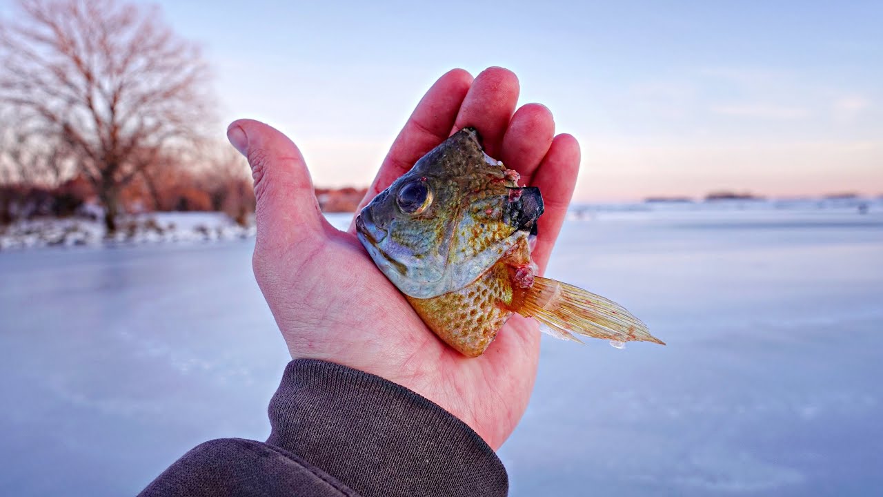 Ice Fishing With CUT BAIT For POND MONSTERS!!! (Barely Fit Through)
