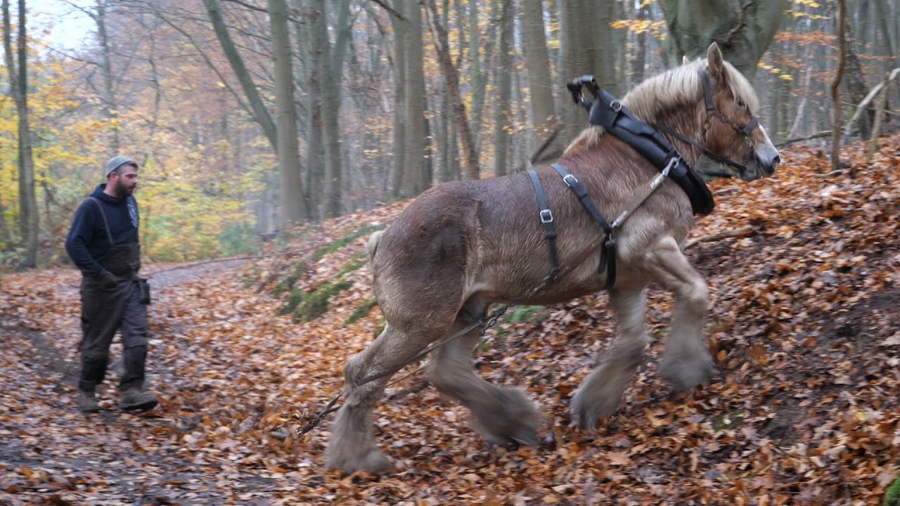 Horse logging in a splendid but difficult forest