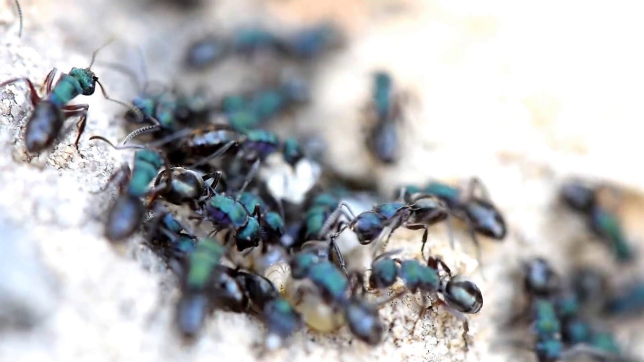 BLUE-GREEN SPINY ANT - Polyrhachis hookeri