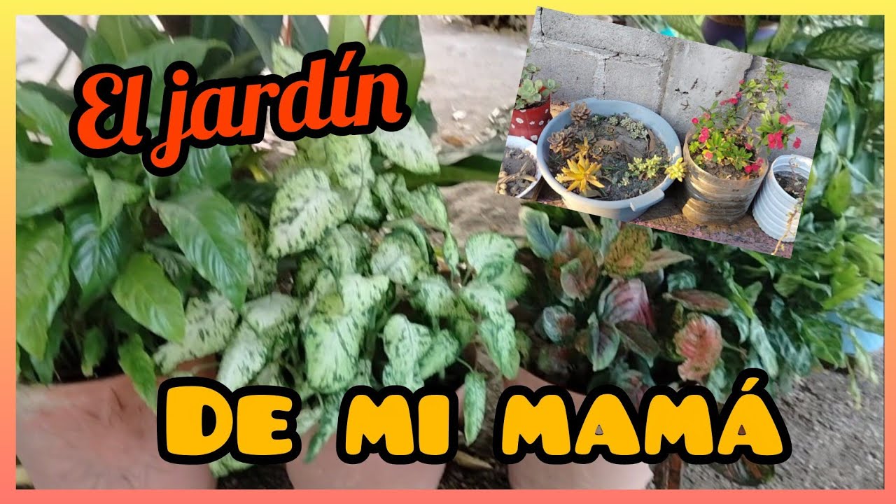 Conociendo el jardín de mi mamá SUCULENTAS Y MAS #eljardindeanais 