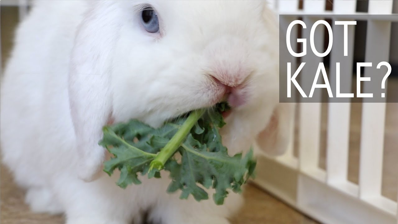 Bunny Goes Crazy for Kale!