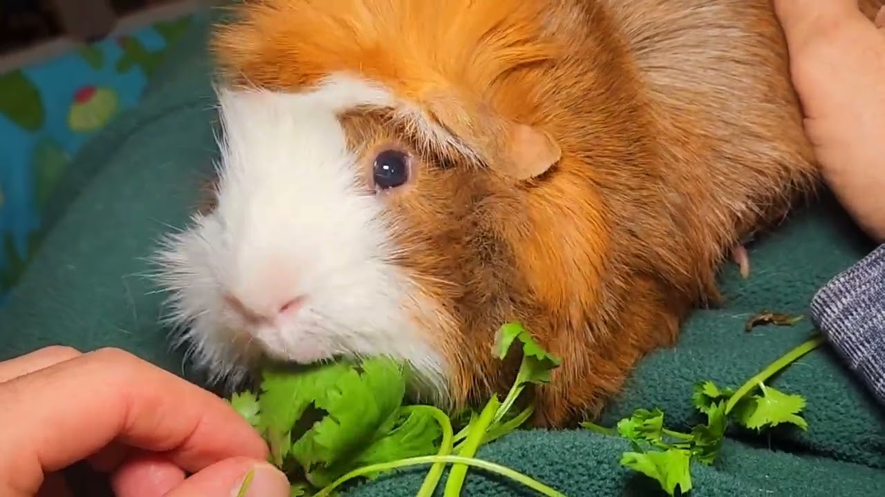 I've Had Grape For 3 Years!