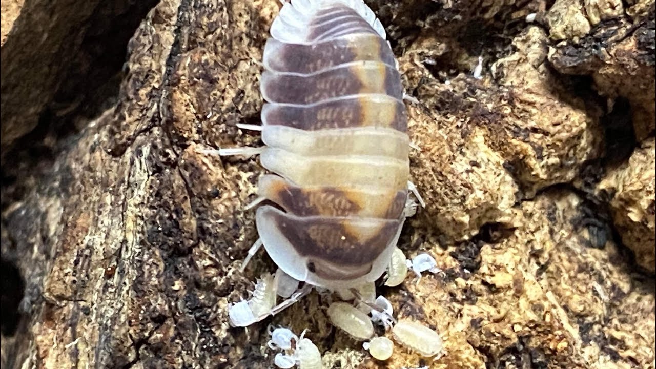 Cubaris sp. Cappuccino Care Guide with @podssolo5288