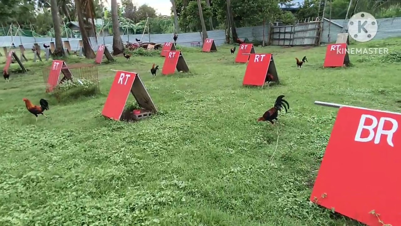 Allen roundhead and the raptors