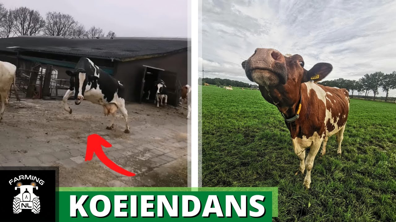 KOEIEN eerste dag buiten | KOEIENDANS