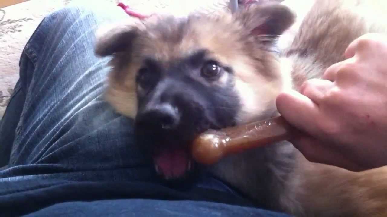 MILO - Formosan / German Shepherd PUPPY!!