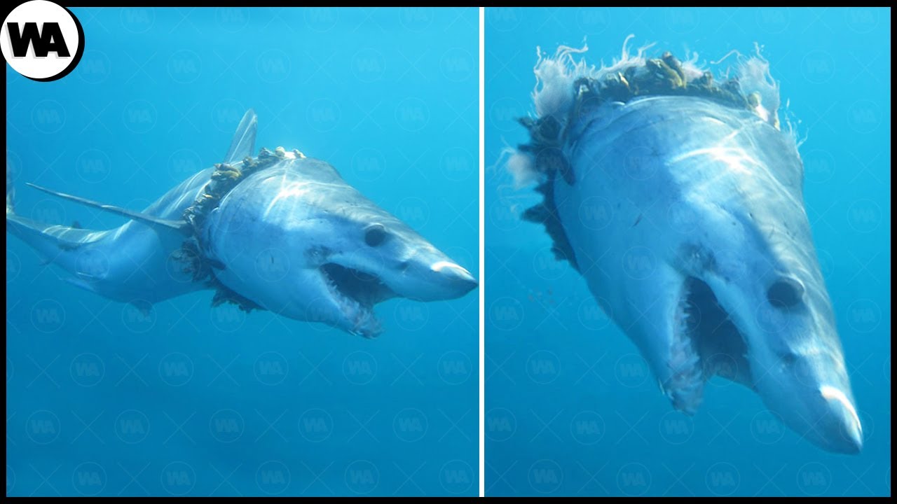 Maddest Ocean Killers That Are Invisible for Their Victims