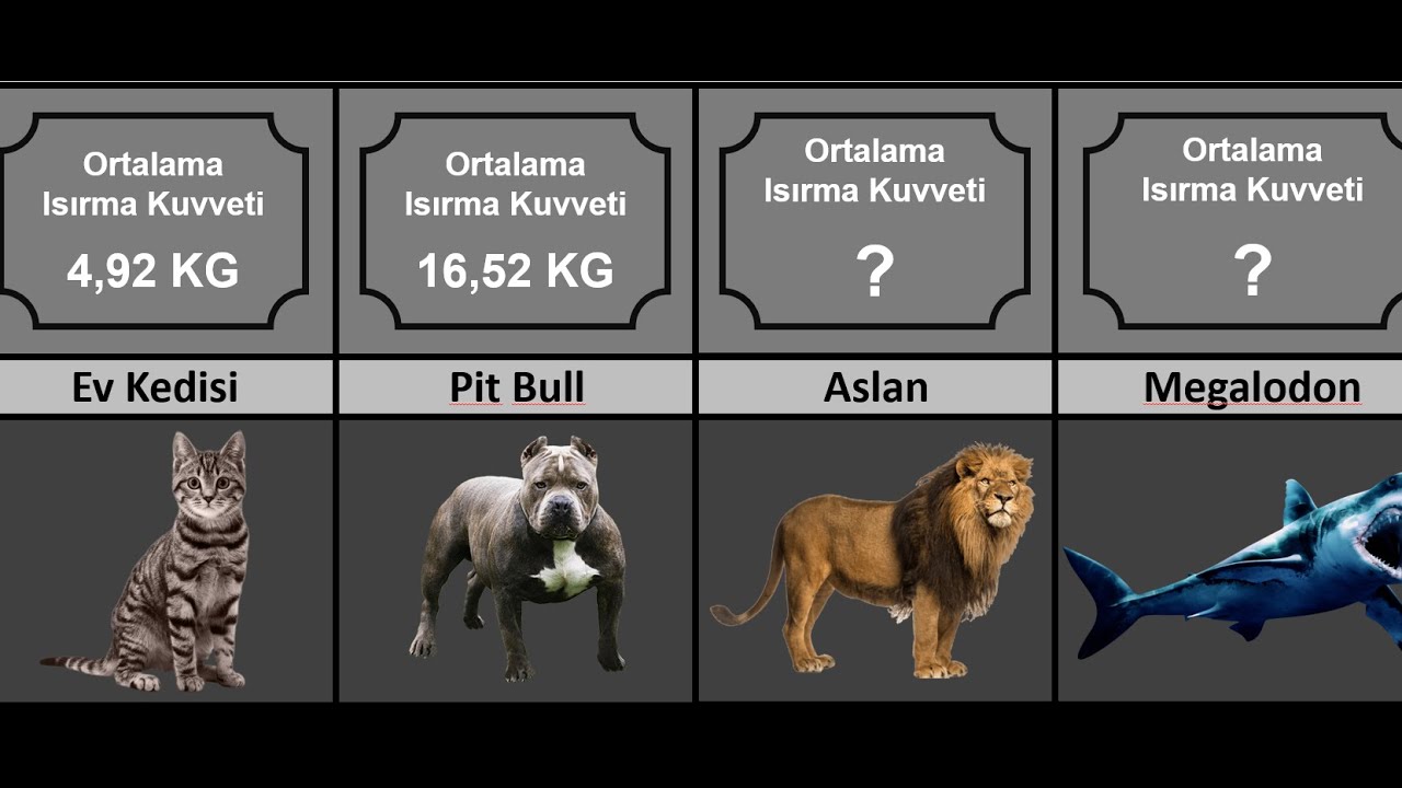 En Güçlü Isırma Kuvvetine Sahip Hayvanlar
