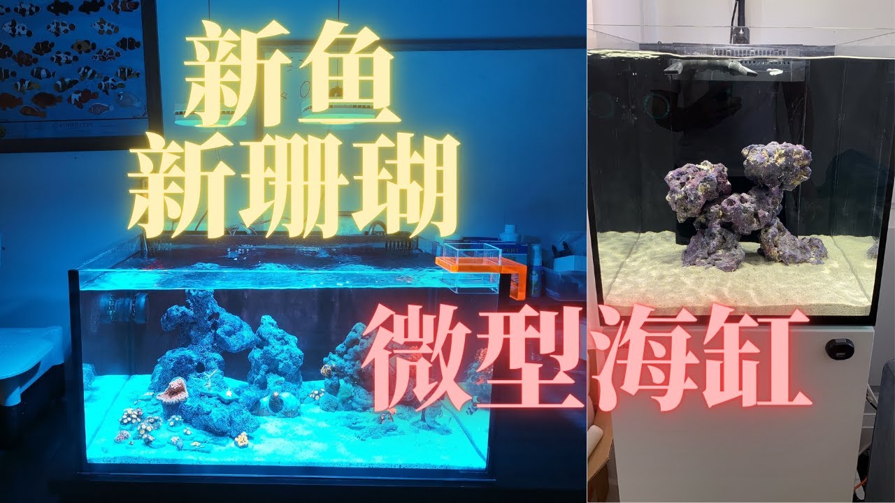 微型海缸近期状态双更新【IM 25 Lagoon & Redsea Reefer Nano】