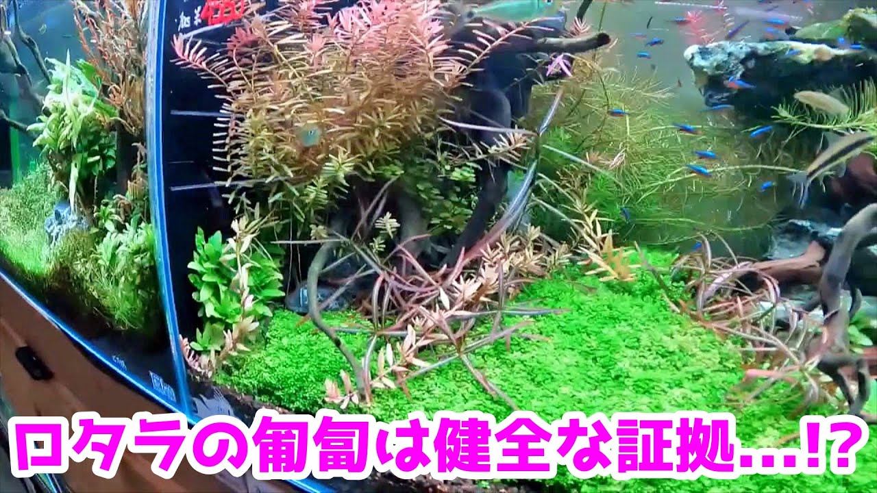ロタラが匍匐する原因と対処法を解説する山田氏【トールマンTV切り抜き】