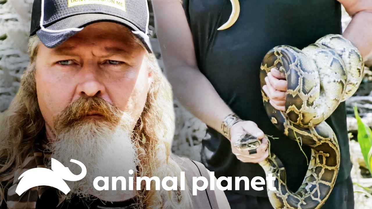 Equipe prepara uma cobra para o jantar | Caçadores de Pítons | Animal Planet Brasil