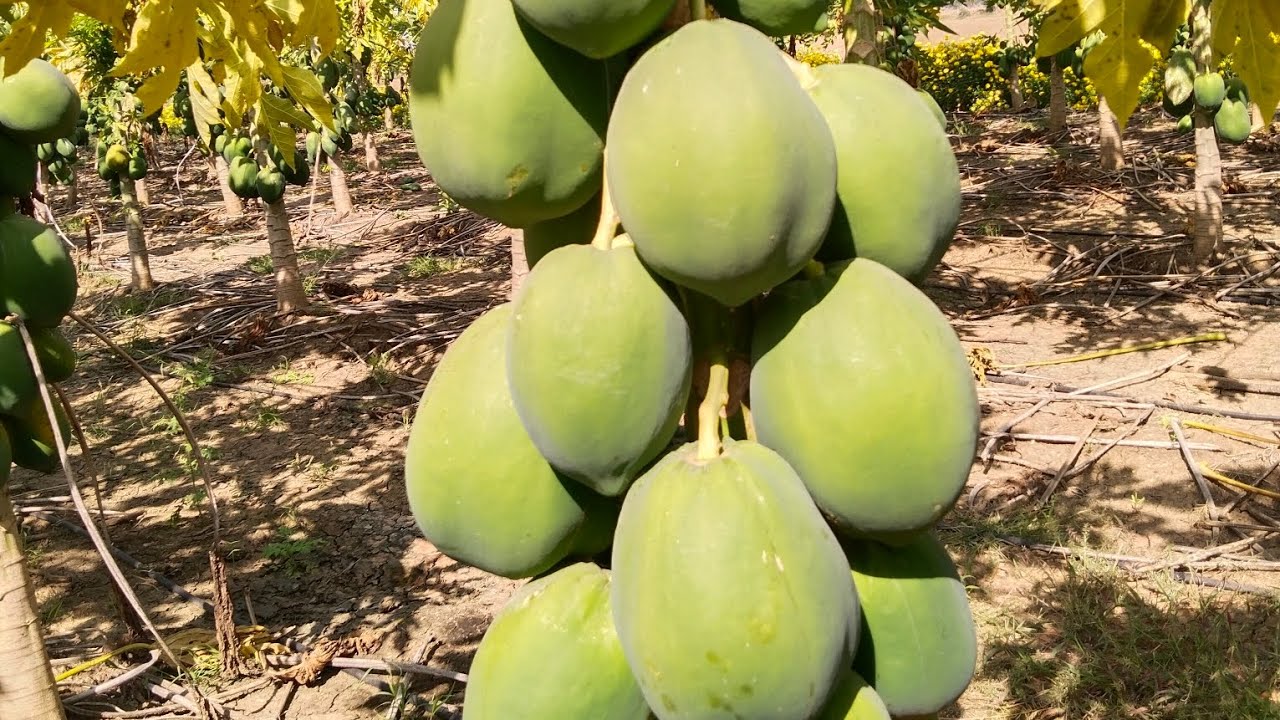 आपके लिए तैयार है पपीता का बगीचा 👌🙏👍