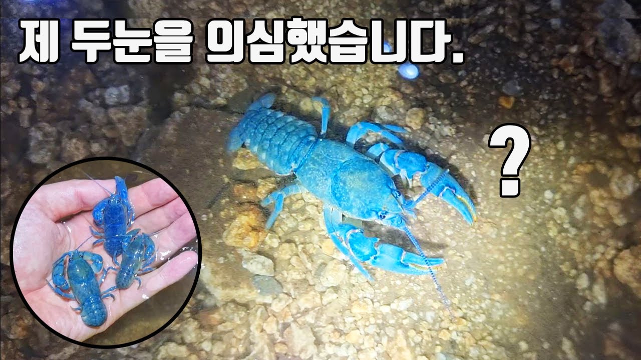 산속 계곡에서 어떻게 이런게 나오죠?? 200만분의 1 확률의 초희귀가재!!