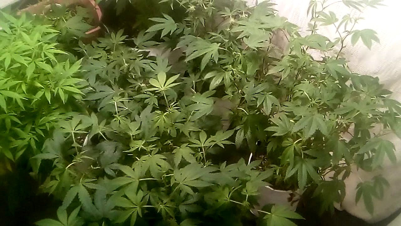 Garlic Cookies