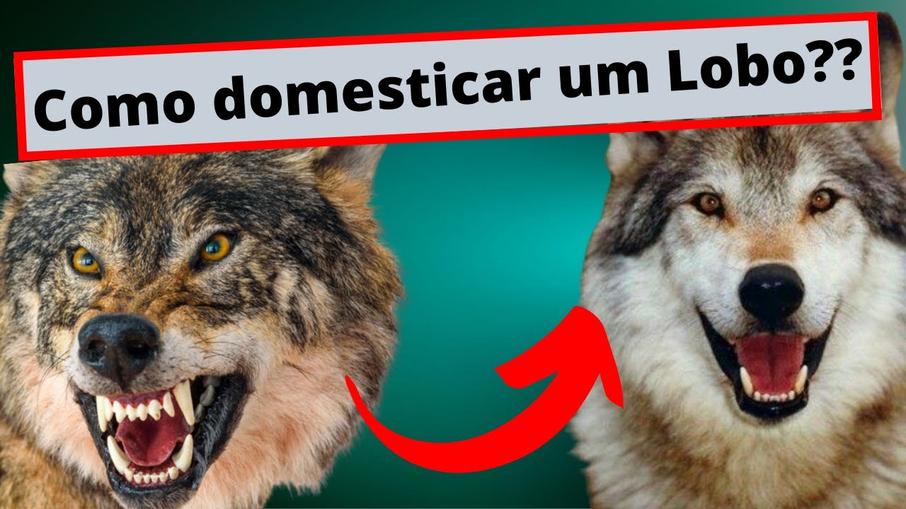 [Lobo Pet!!!!] COMO CRIAR UM LOBO COMO ANIMAL DE ESTIMAÇÃO