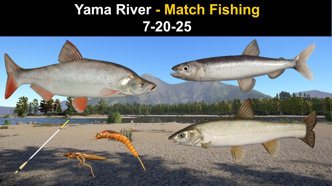 Russian Fishing 4, Yama River - Match Fishing  7-20-25