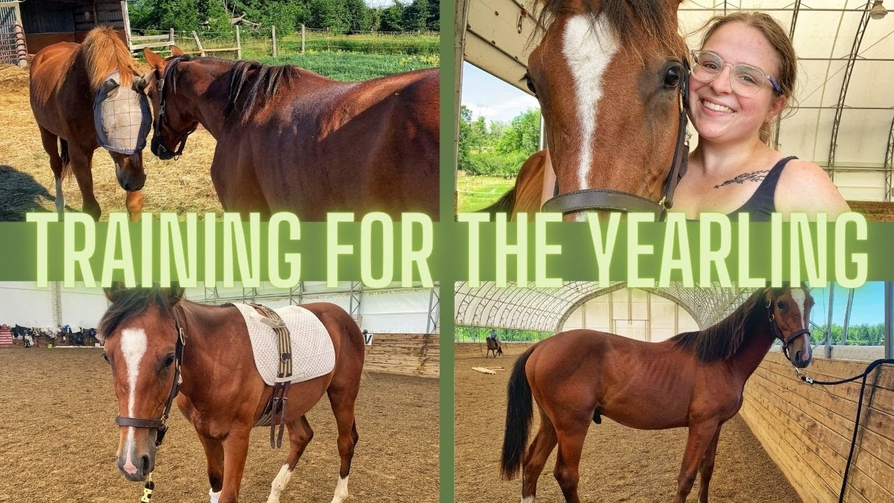 TRAINING IDEAS FOR THE YEARLING HORSE: Building Confidence and Partnership // Kaitehh Equestrian