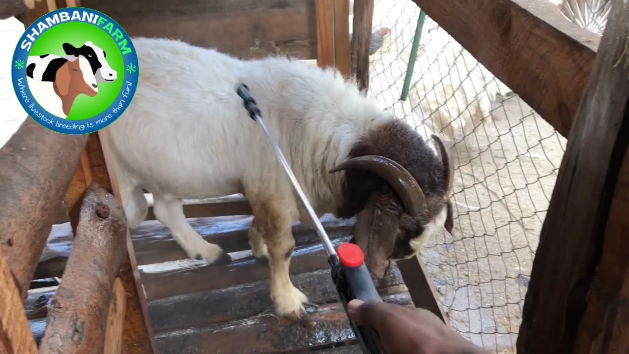 External parasites in goats | How to manage