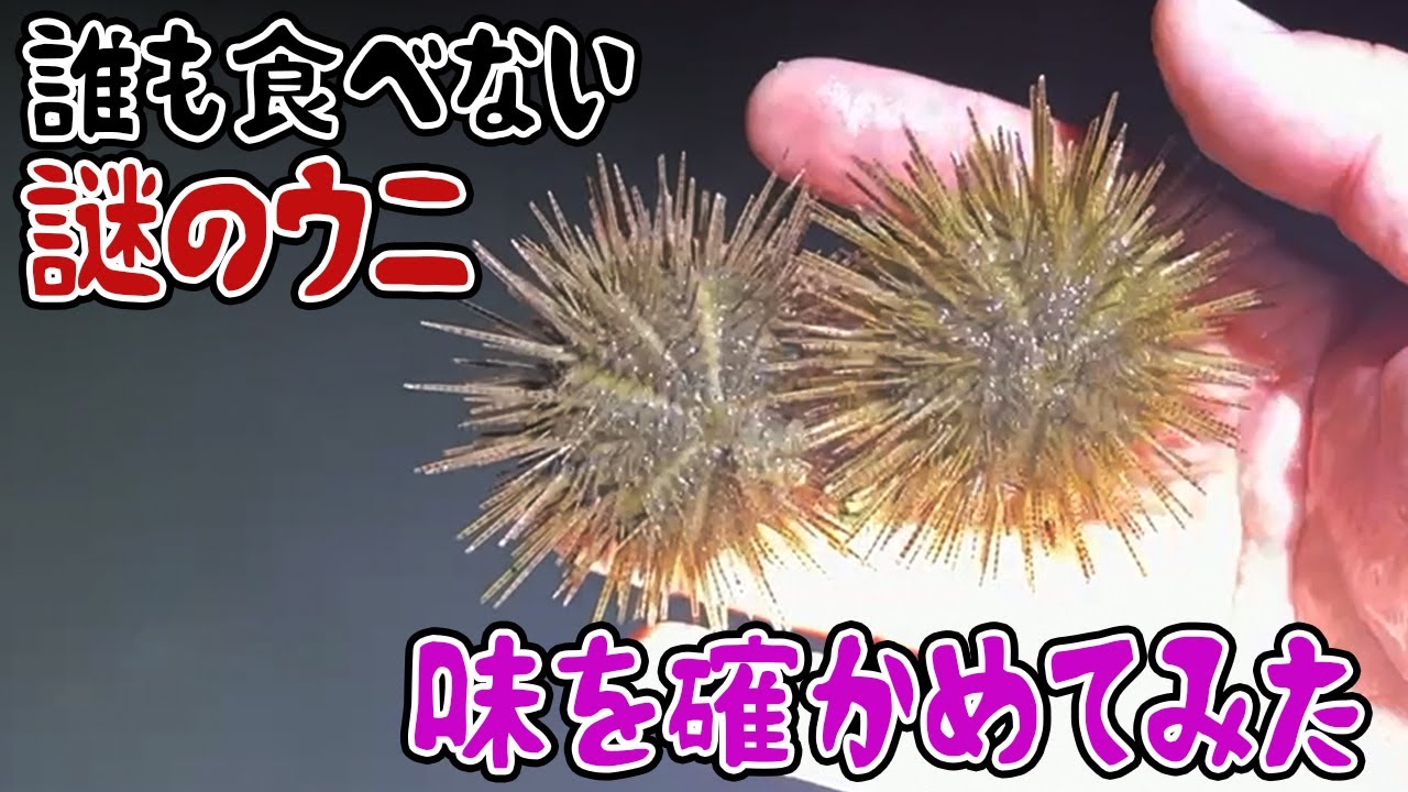 誰も食べない謎のウニの味を確かめてみた