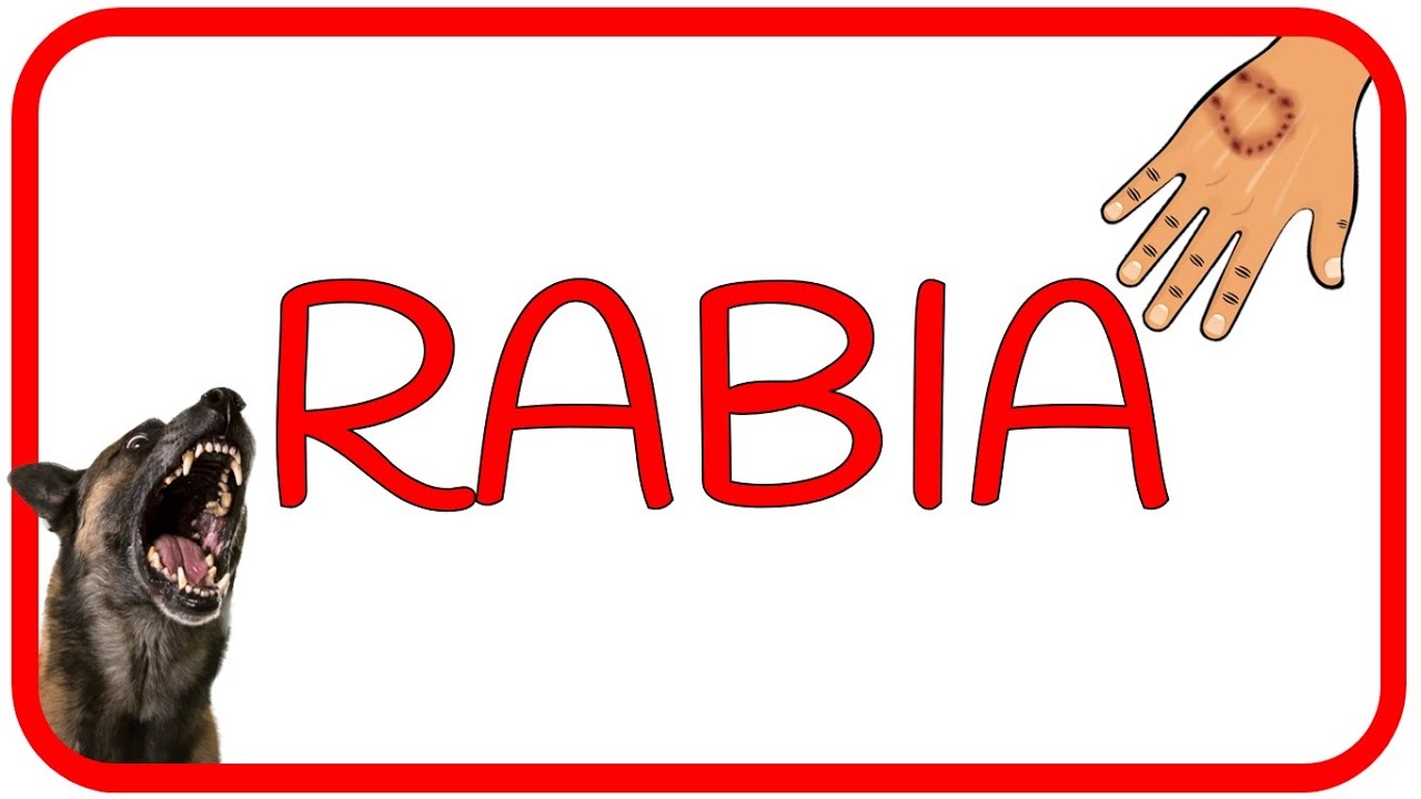 VIRUS DE LA RABIA - fisiopatología, microbiología, síntomas, diagnóstico y tratamiento
