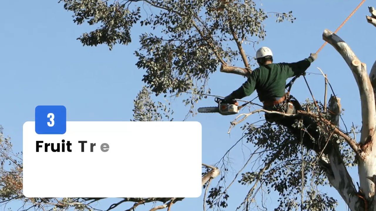 The Arborist's Secret: Professional Tree Pruning & Maintenance for Healthy Brisbane Trees