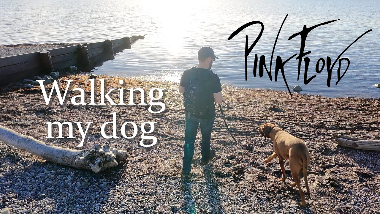 Dog Walking - Shine On You Crazy Diamond (Pink Floyd)