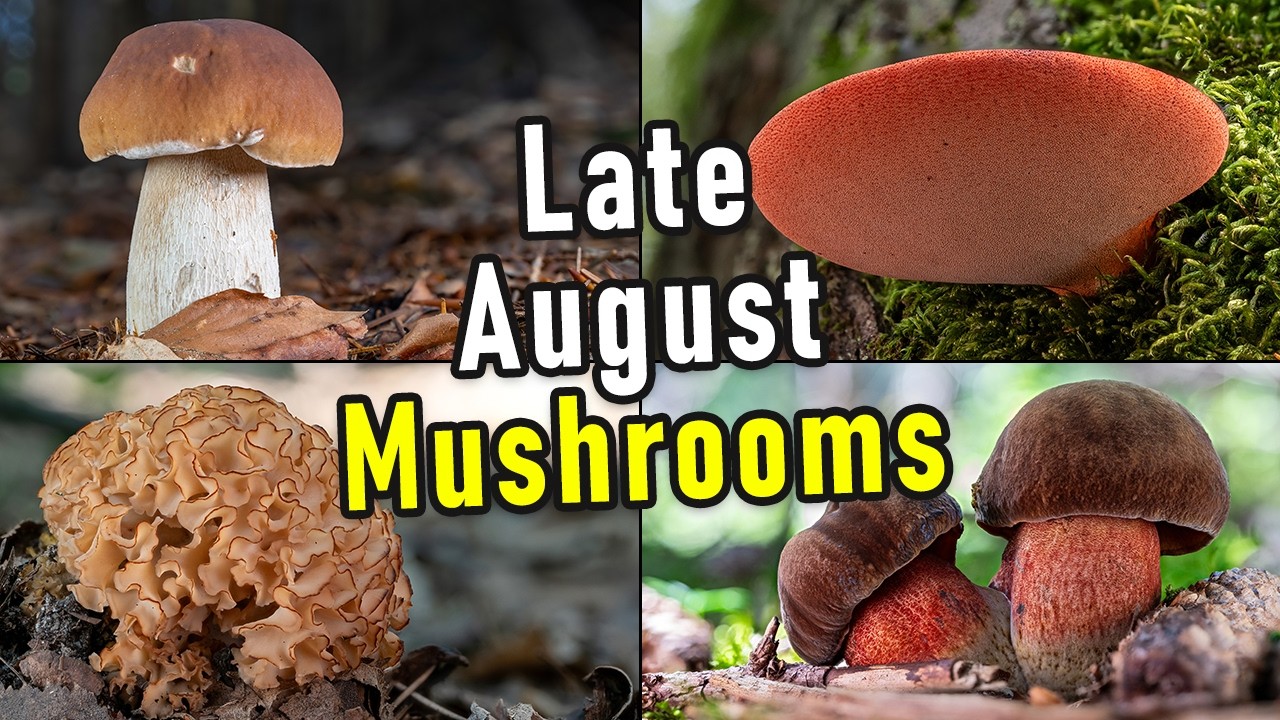Mushroom Hunting - August 29th 2024 - Bonus: Spore Prints! | Funghi Porcini | Cèpe | Cep | Steinpilz
