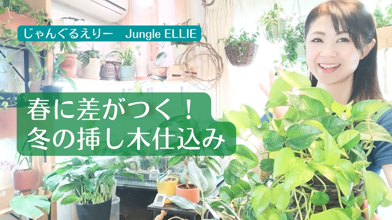 【冬の挿し木】春に差がつく冬ならではの挿し木の仕込み、環境、やらないほうがいいこと、オススメの方法、挿し木の準備のやり方など　[観葉植物]ー　Ep.183
